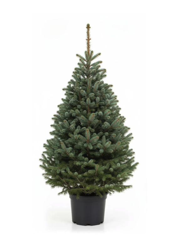 Picea Omorika in pot standaard