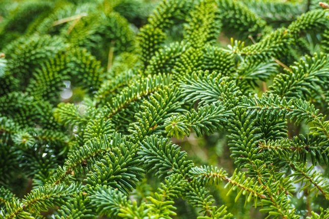 Abies Fraseri in pot