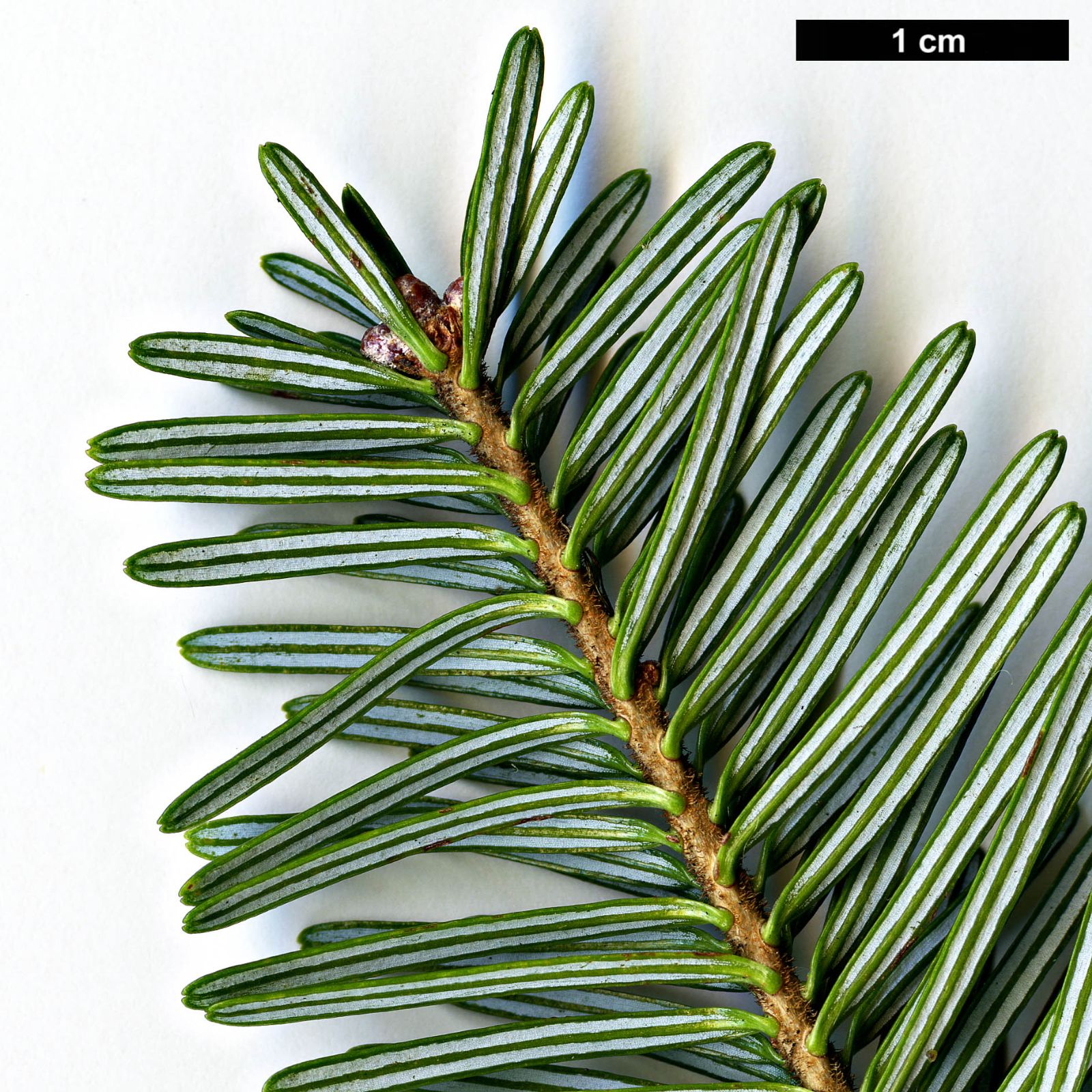 Abies Fraseri in pot